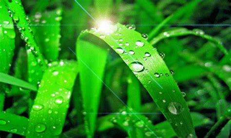 sonu academy text    plants cbse class vii biology