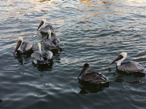 What to do in fort myers top 6 things to do on your fort myers vacation