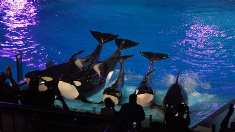 SeaWorld Orlando debuts new Shamu show "Light Up The Night" to kick off ...