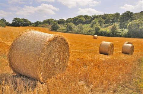 Premium Photo Round Straw Bales In Harvested Fields