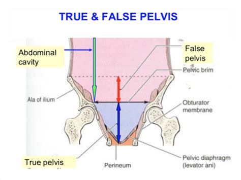 Female pelvis Anatomy Flashcards | Quizlet