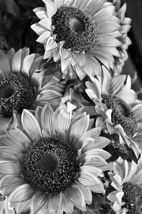 Black And White Sunflower Wallpaper