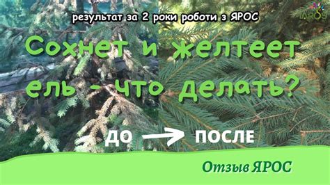 Сохнет и желтеет ель: что делать? - відгук/ отзыв ЯРОС - YouTube