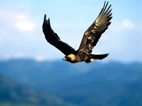 Golden Eagle The national bird of Mexico Extremely Swift