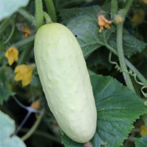 Salt And Pepper Cucumber Backyardgardenseeds