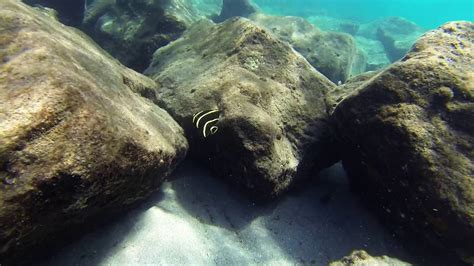 Snorkeling Peanut Island Fl 1080 60p Youtube