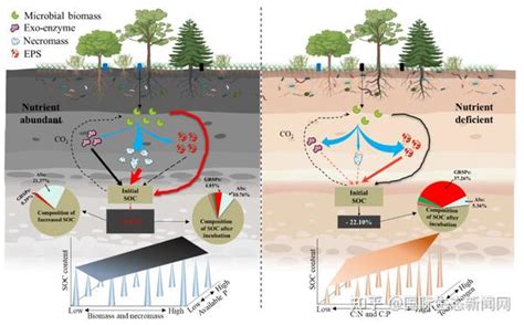 华南植物园揭示养分可获得性和化学计量比调控微生物对土壤有机碳固持的介导效应 知乎
