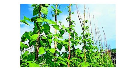 Продължава сеитбата на зеления фасул | Български Фермер