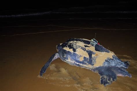 Leatherback Turtle With A Gps Srdl Tag Marine Mammals Exploring The