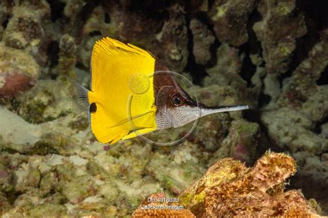 A Big Longnose Butterflyfish Forcipiger Longirostris Hawaii