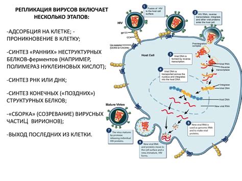 Противовирусные и противогрибковые препараты - презентация онлайн