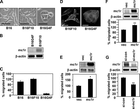 Melanocortin 1 Receptor Regulates Melanoma Cell Migration By