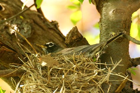 robin nest - BirdCallsRadio™ | Exploring birdlife around the world™