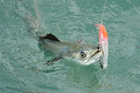 Spanish Mackerel Fishing With Light Tackle (3 Expert Tips)