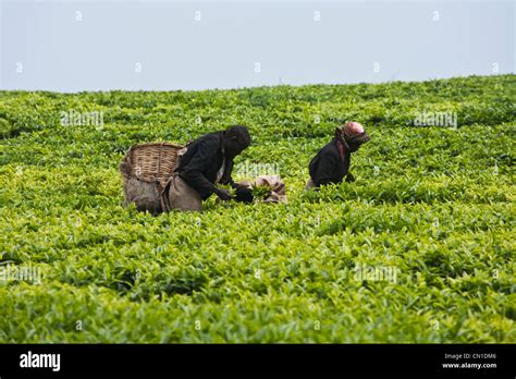 Tea plantation, Kericho, Kenya Stock Photo - Alamy