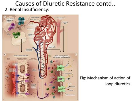 Diuretic Resistance Pharmacology PPT