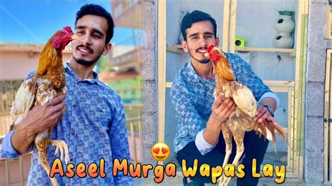 Apna Aseel Murga Wapas Lay Ay 😍 Pak Birds Youtube