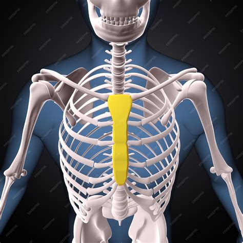 Premium Photo | 3d illustration of human scapula bones anatomy