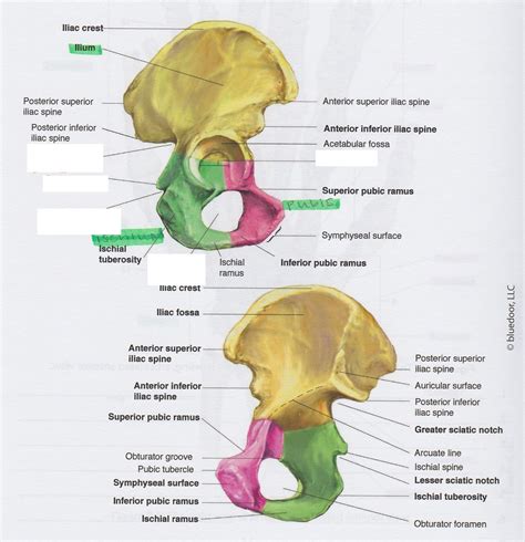 The Pelvic Girdle Diagram Quizlet