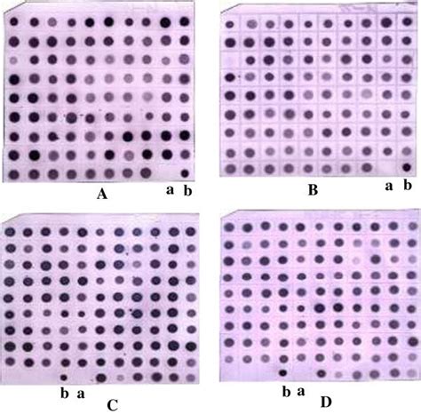 Dot Blot Hybridization A And B Was Used To Test The Cdna Library Of Nt