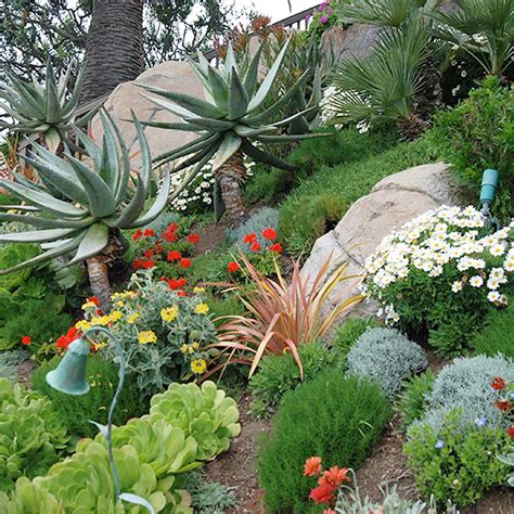 Southern California Landscaping Plants & Ideas – Roger's Gardens