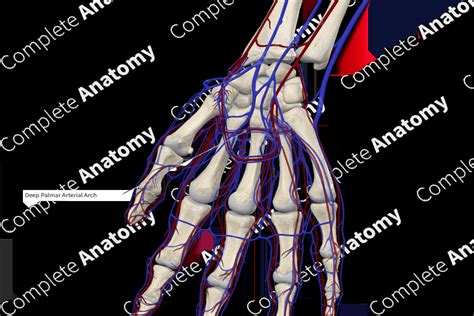 Deep Palmar Arch | Complete Anatomy