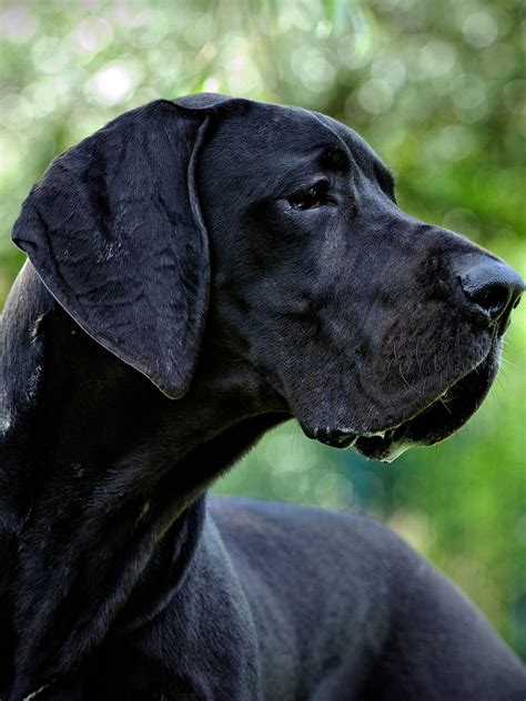 Ear Cropping & Taping Cropped Ears on Great Danes - Hello Danes