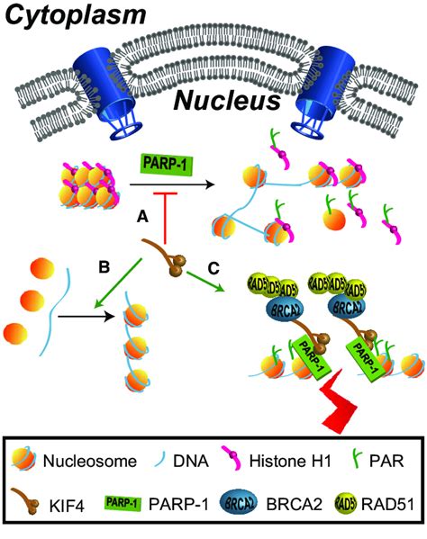 Regulation Of Chromatin Structure By The Kinesin Kif Kif Is