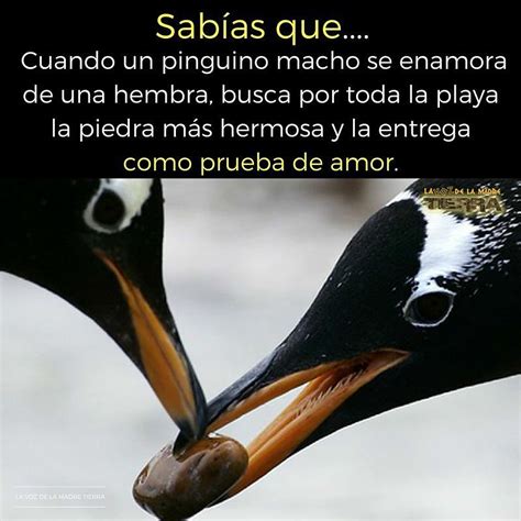 Sabías que cuando un pinguino macho se enamora de una hembra busca por