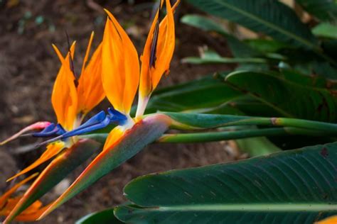 Blumeninsel Mainau Darum Lohnt Es Sich Sie Zu Besuchen