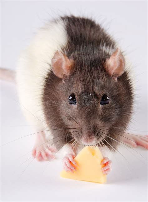 O Que Rato Gosta De Comer - Rato que come o queijo imagem de stock. Imagem de closeup - 67540989