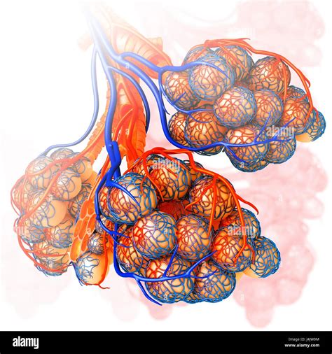 Illustration Of The Capillaries And Alveoli Of The Lungs Stock Photo