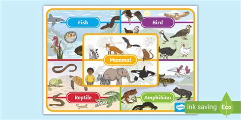 Animals Display Poster (teacher made) - Twinkl