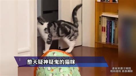 整天疑神疑鬼的猫咪，想和同伴玩捉迷藏，结果转头被吓一跳