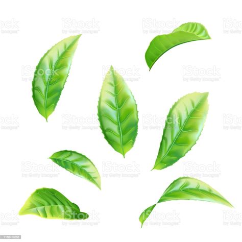 Daun Teh Animasi - 58+ Koleksi Gambar