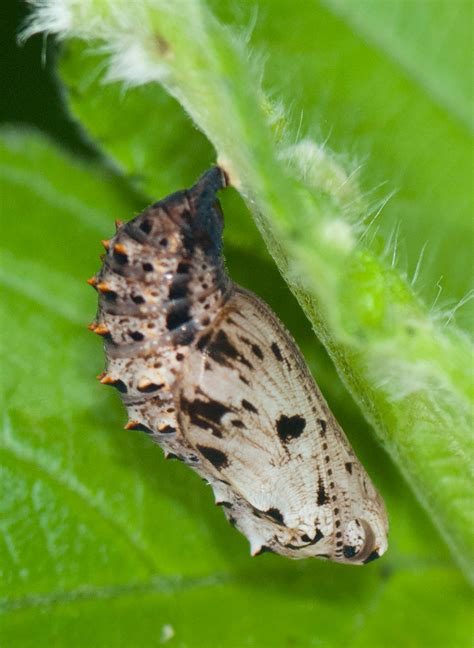 Silvery Checkerspot - Alabama Butterfly Atlas