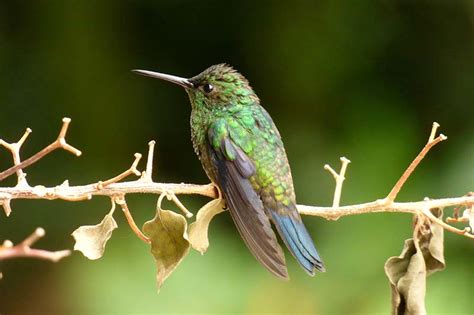 Trochilidae - hummingbirds, sabrewings, mangos, coquettes | Wildlife Journal Junior