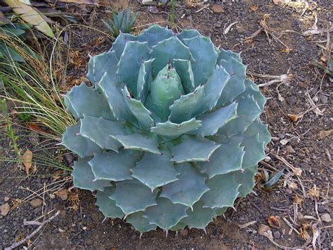 El Agave planta ideal para jardín