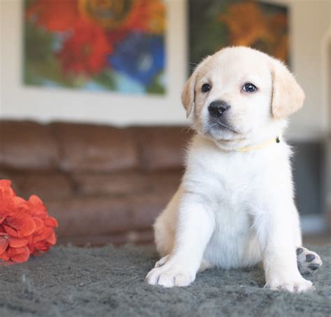 Our November Trip - Labrador Puppies - Kindred Pup