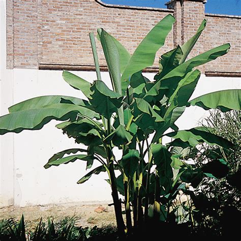 Musa Basjoo Hardy Banana Tree B Acquista Online Su Vivaibamb