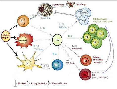 Showing Helminth Antigen Induced Activation Of B Lymphocytes