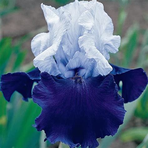 Over Alaska Bearded Iris | Brecks.com