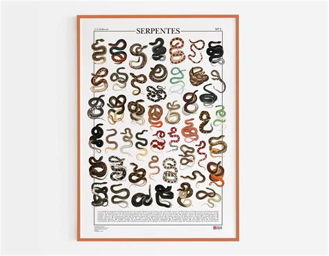 Snake Wall Chart | How to Identify Snakes Holes in Your Yard and What