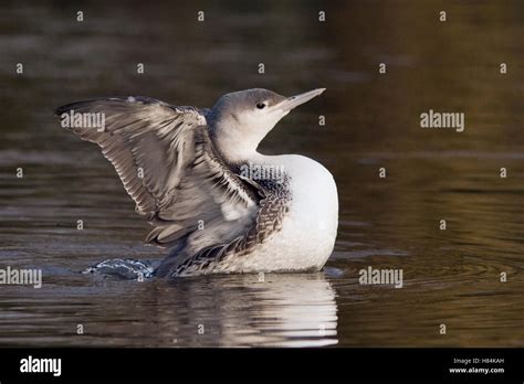 Red Throated Loon Gavia Stellata Stretching Neuenhaus Germany Stock