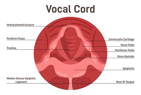 Vocal Chords Telegraph