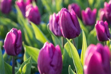 How To Grow Tulips RHS