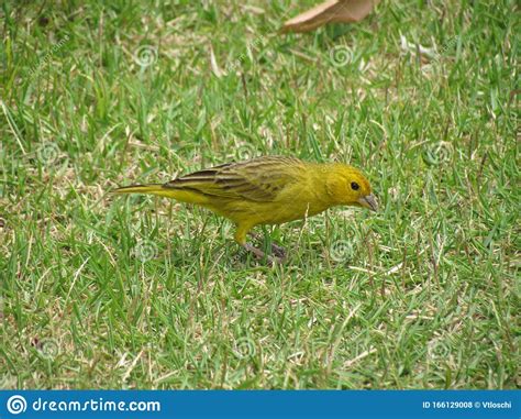 Saffron Finch Sicalis Flaveola Is Known In Brazil As Land Canary