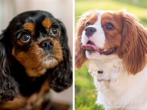 Cavalier King Charles Spaniel Vs King Charles Spaniel Unraveling The