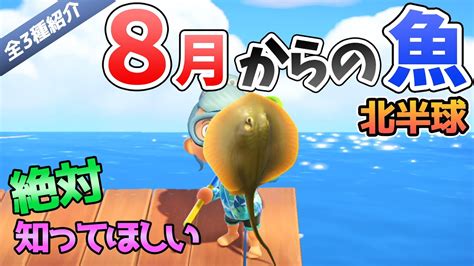 【あつ森】8月から釣れる魚を全て紹介！魚影や出現時間・条件・値段・釣り方のコツも解説！エイやスッポン、ウツボなど夏の海はレアばかり！お金を