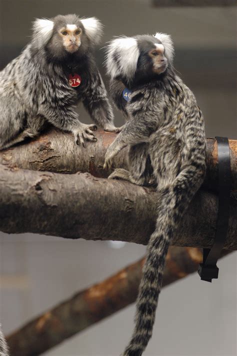 Caption Marmoset Monkeys Play With And Groom One Another In A Marmoset